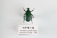 細腳騷金龜藏品圖，第1張