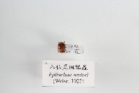 八仙黑斑瓢蟲藏品圖，第1張