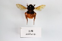 熊蜂藏品圖，第1張