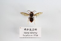 黃腳虎頭蜂藏品圖，第1張