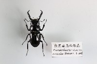 漆黑鹿角鍬形蟲藏品圖，第1張