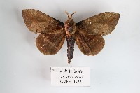 大灰枯葉蛾藏品圖，第1張