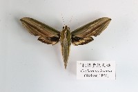 棕綠背線天蛾藏品圖，第1張