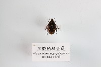 黑艷陷紋金龜藏品圖，第1張