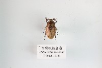 臺灣吹粉金龜藏品圖，第1張