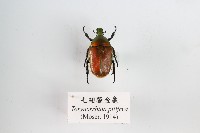 毛翅騷金龜藏品圖，第1張