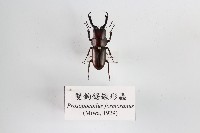 雙鉤鋸鍬形蟲藏品圖，第1張