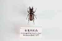 金鬼鍬形蟲藏品圖，第1張