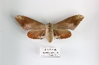 栗六點天蛾藏品圖，第1張