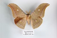 姬透目天蠶蛾藏品圖，第1張