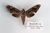 葡萄缺角天蛾藏品圖，第1張