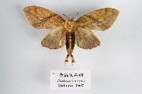 黃蕊尾舟蛾藏品圖，第1張