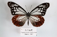 大絹斑蝶藏品圖，第1張