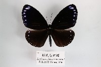 斯氏紫斑蝶藏品圖，第1張