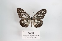 絹斑蝶藏品圖，第1張