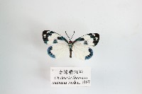 臺灣螢斑蛾藏品圖，第1張