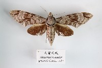 大背天蛾藏品圖，第1張