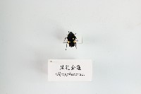 黑花金龜藏品圖，第1張