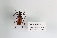 伊賀姬鋸天牛藏品圖，第1張