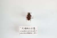巴蘭陷紋金龜藏品圖，第1張