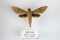 斜紋天蛾藏品圖，第1張