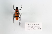 臺灣紅星天牛藏品圖，第1張