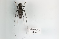 刺胸深山天牛藏品圖，第1張