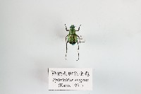 綠艷長腳花金龜藏品圖，第1張