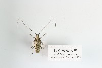 長角絨毛天牛藏品圖，第1張