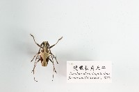 雙眼長角天牛藏品圖，第1張