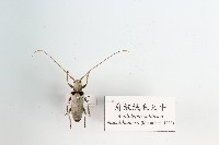 肩紋絨毛天牛藏品圖，第1張