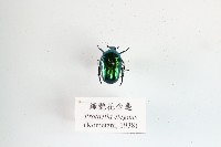 綠艷花金龜藏品圖，第1張