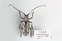 白條天牛藏品圖，第1張