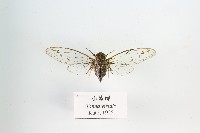 小暮蟬藏品圖，第1張