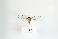 姬春蟬藏品圖，第1張
