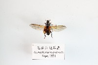 尼泊爾埋葬蟲藏品圖，第1張