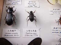 大褐象鼻蟲藏品圖，第1張