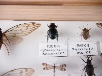 微獨角仙藏品圖，第1張