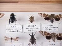 褐翅椿象藏品圖，第1張