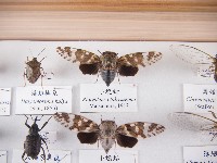 小蟪蛄藏品圖，第1張