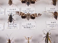 小蟪蛄藏品圖，第1張