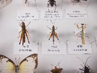 竹蝗藏品圖，第1張