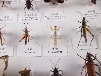 姬螳藏品圖，第1張