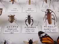 黃脛巨緣椿象藏品圖，第1張