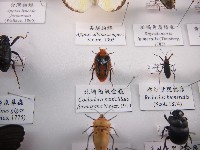 北埔陷紋金龜藏品圖，第1張