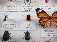 熊蜂藏品圖，第1張