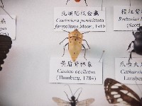 黃盾背椿象藏品圖，第1張