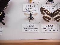 紅尾蛛蜂藏品圖，第1張