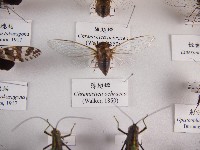 薄翅蟬藏品圖，第1張