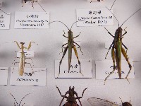 竹蝗藏品圖，第1張